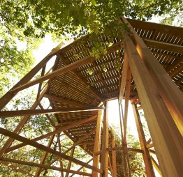 Bois de structure