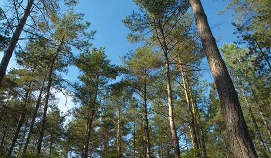 Découvrez notre passion pour le bois