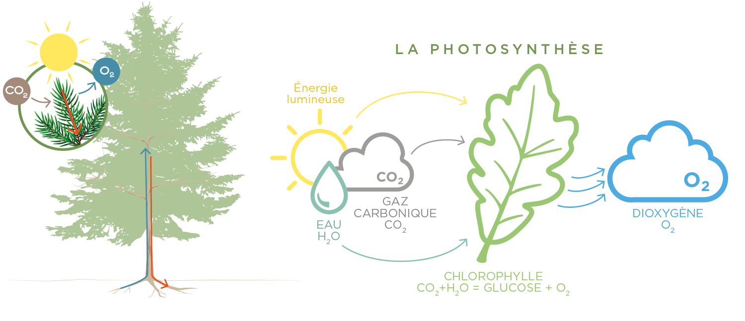 Schéma de la photosynthèse