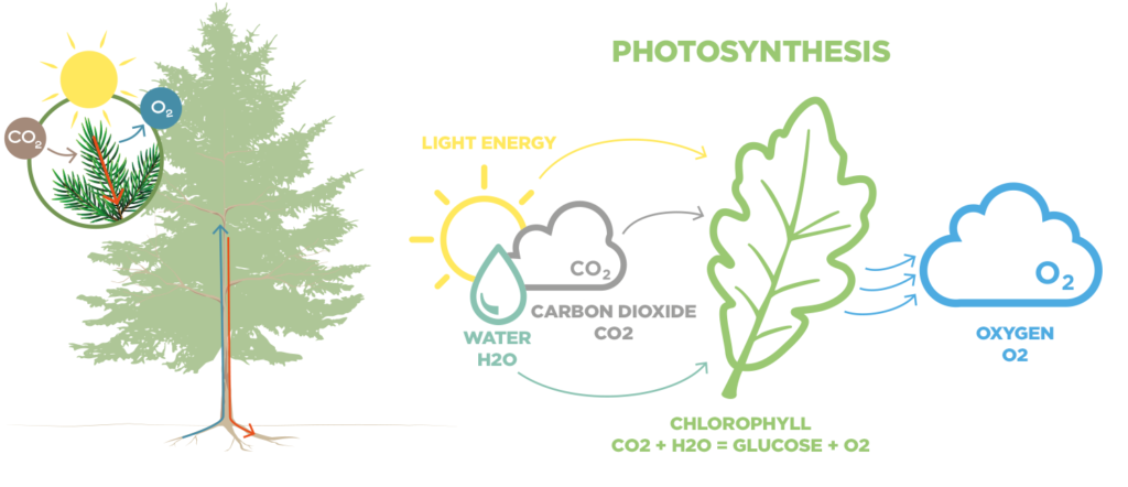 Illustration of photosynthesis showing trees converting CO₂ and water into oxygen and stored carbon using sunlight