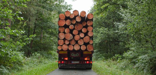 camion transportant des grumes exploitation forestière chez Piveteaubois à Ste Florence